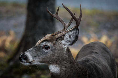 Whitetail Buck Deer Closeup Side View with Antlersの写真素材