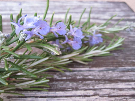 Rosemary is blooming over an antique tableの写真素材