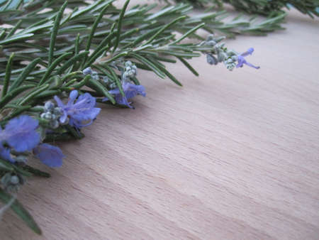 Rosemary in bloom on a light tableの写真素材