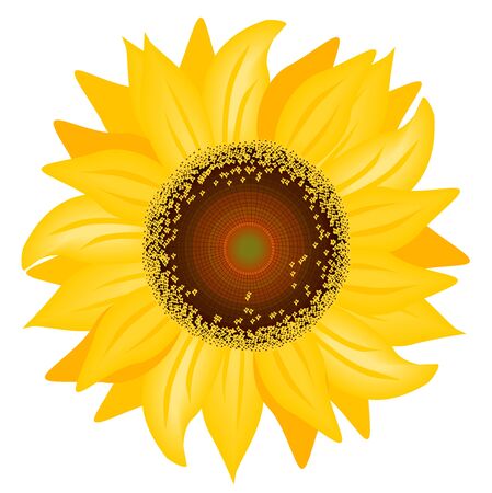 Sunflowerのイラスト素材