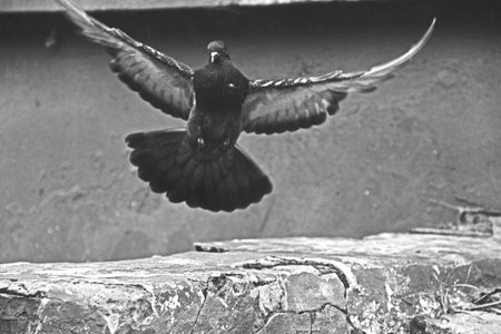 Flying doveの素材