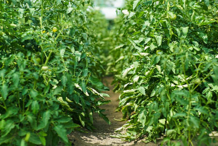 Green tomatoes on the greenhouse farmの写真素材