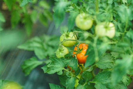 Red and green tomatoes on the greenhouse farm