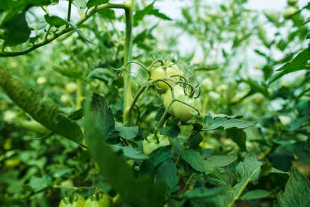 Green tomatoes on the greenhouse farmの写真素材