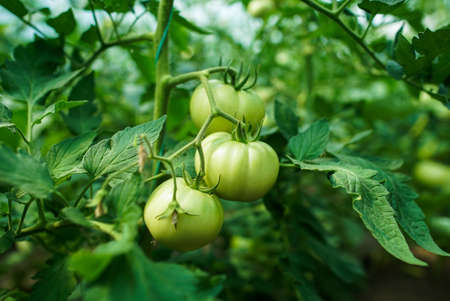 Green tomatoes on the greenhouse farmの写真素材