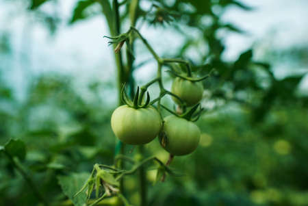 Green tomatoes on the greenhouse farmの写真素材
