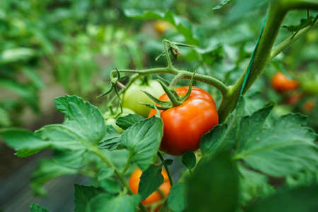 Red and green tomatoes on the greenhouse farmの写真素材