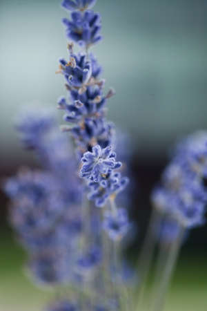 Macro shot of a group of lavender plantsの写真素材
