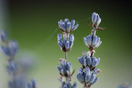 Macro shot of a group of lavender plantsの写真素材