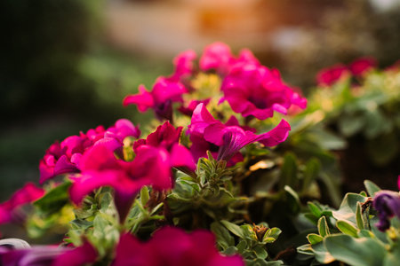 Cluster of pink and purple petuniasの写真素材