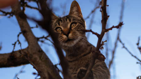Cat outside on a treeの写真素材