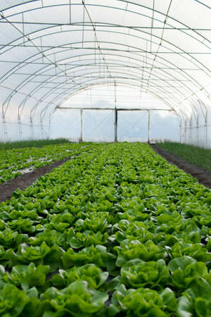 Fresh organic lettuce green salad seedlings in a greenhouseの写真素材