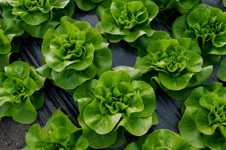 Fresh organic lettuce green salad seedlings in a greenhouse