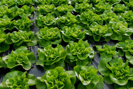 Fresh organic lettuce green salad seedlings in a greenhouseの写真素材