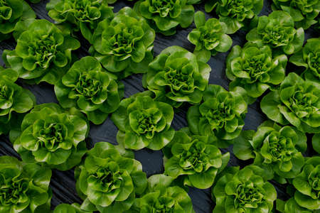 Fresh organic lettuce green salad seedlings in a greenhouseの写真素材