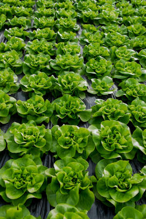 Fresh organic lettuce green salad seedlings in a greenhouseの写真素材