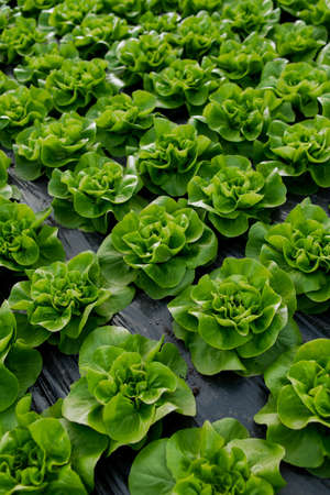 Fresh organic lettuce green salad seedlings in a greenhouseの写真素材