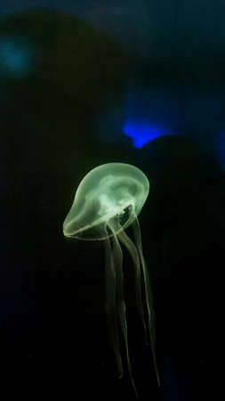 Jellyfish in dark water floating