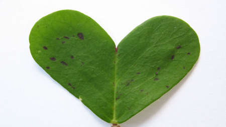 Green At Heart