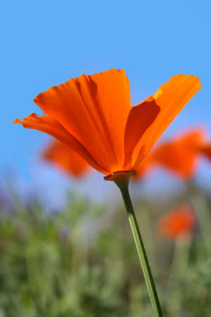 California Poppyの写真素材