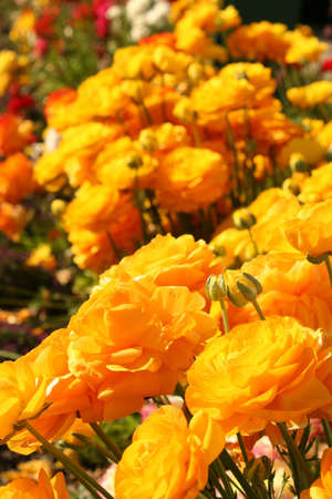 Yellow Rananculusの写真素材
