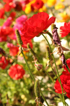Red Rananculus in Gardenの写真素材