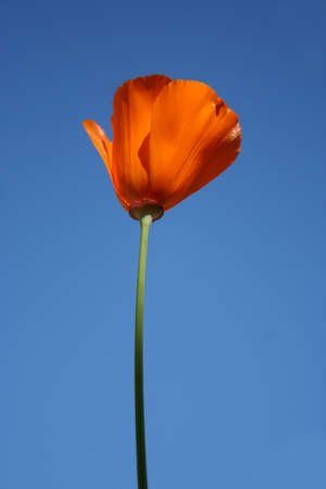 One California Poppy, California's state flower, against a blue skyの写真素材