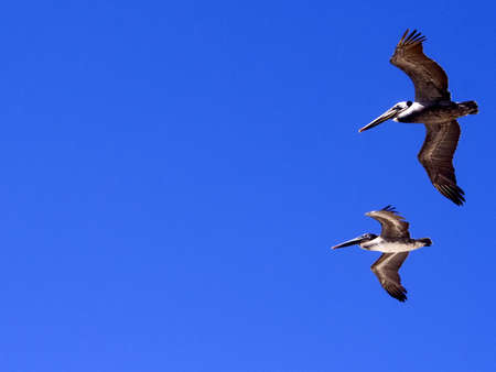 Two pelicans flying across blue skyの写真素材