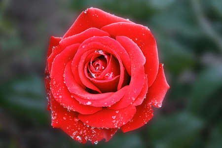 Perfect Red Rose with Early Morning Dew Dropsの写真素材