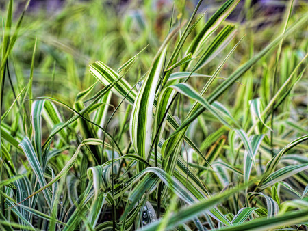 Grass with water on it