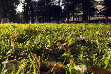 Grass in a park at afternoon sunshineの写真素材