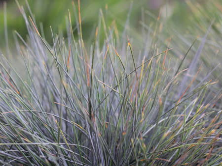 Green grass in a public parkの写真素材