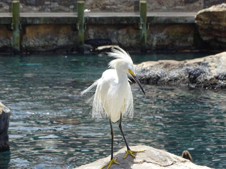 Cute White Sea Bird Heron perched on a rock near blue water on a sunny day.の素材