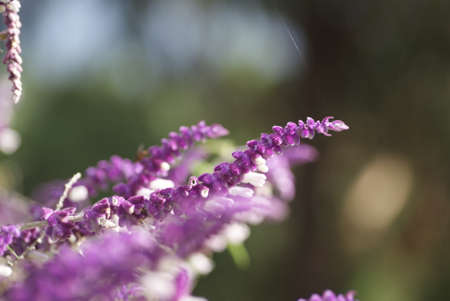 Beauty of Nature 