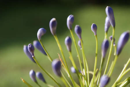 Before bloomingの写真素材