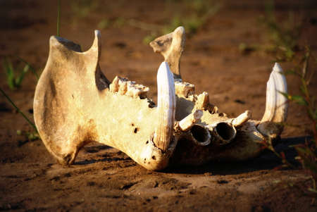 Jaw of a hippo in late afternoon sunlightの写真素材