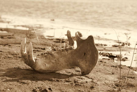 Jaw of a hippo on river bankの写真素材