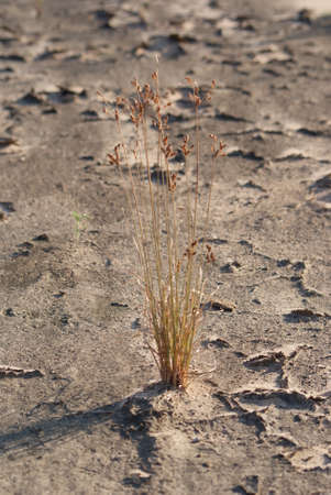 Lonely grass on the sandy shores of the Zambezi riverの写真素材