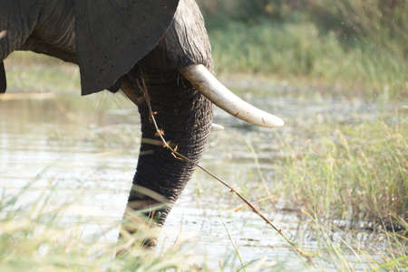 Elephant tusk の写真素材