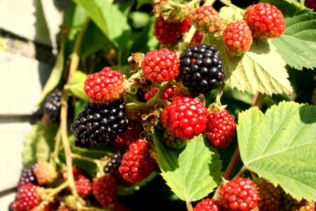 Blackberries in bright daylight