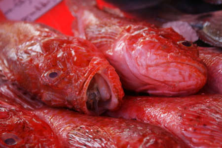 Red fish