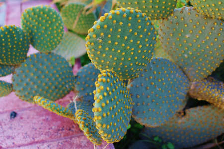 Cactusの写真素材