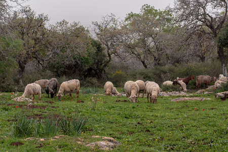 sheep and goats grazing in the woods