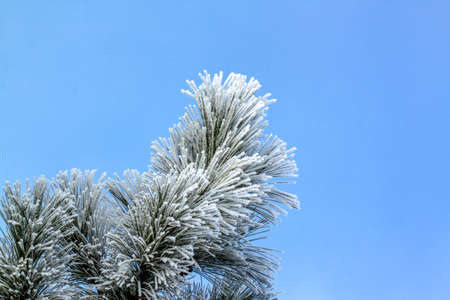Pine branch with frost on it in rural Minnesota, USA.