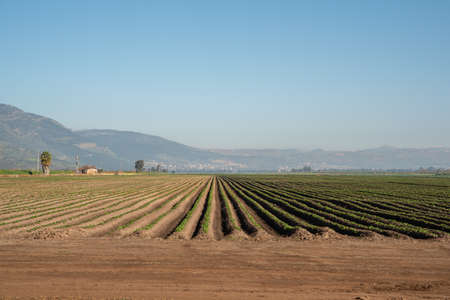 Field at Agmon Hahula - Hula Lake Nature Reserve in Israel