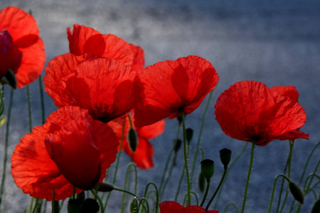 Beautiful red poppies growing wild in nature near Kiryat Tivon, Israel