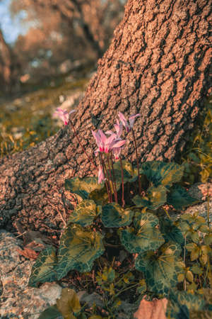 WIld cyclamens in Kiryat Tivon, Israelの写真素材