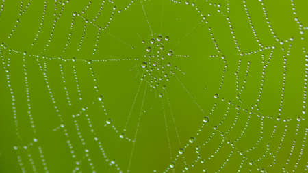 Close up of spiderweb with dew drops early in the morning with a green background in rural Minnesota, USAの写真素材