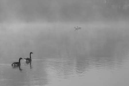 Canadian geese in light fog on an Autumn morning in Minnesota, USAの写真素材