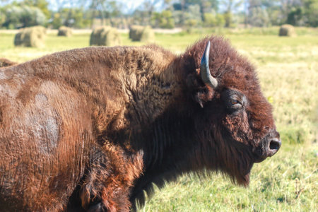 Close up of North American Bison in rural North Dakota, USA